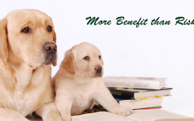 Do Pets Increase Fall Risk in the Elderly?